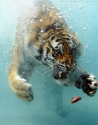 Максим Крупенич | Пинск