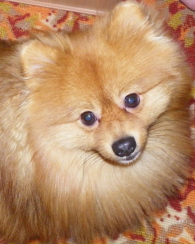 Алёна Селезнёва | Новомосковск