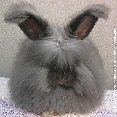 Светлана Петропавловская | Санкт-Петербург