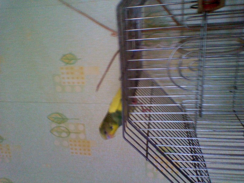 Михаил Соколовский | Молодечно