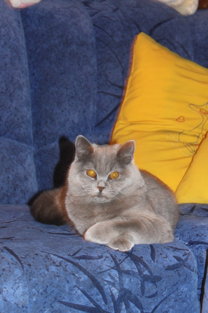 Елена Наумова | Орёл