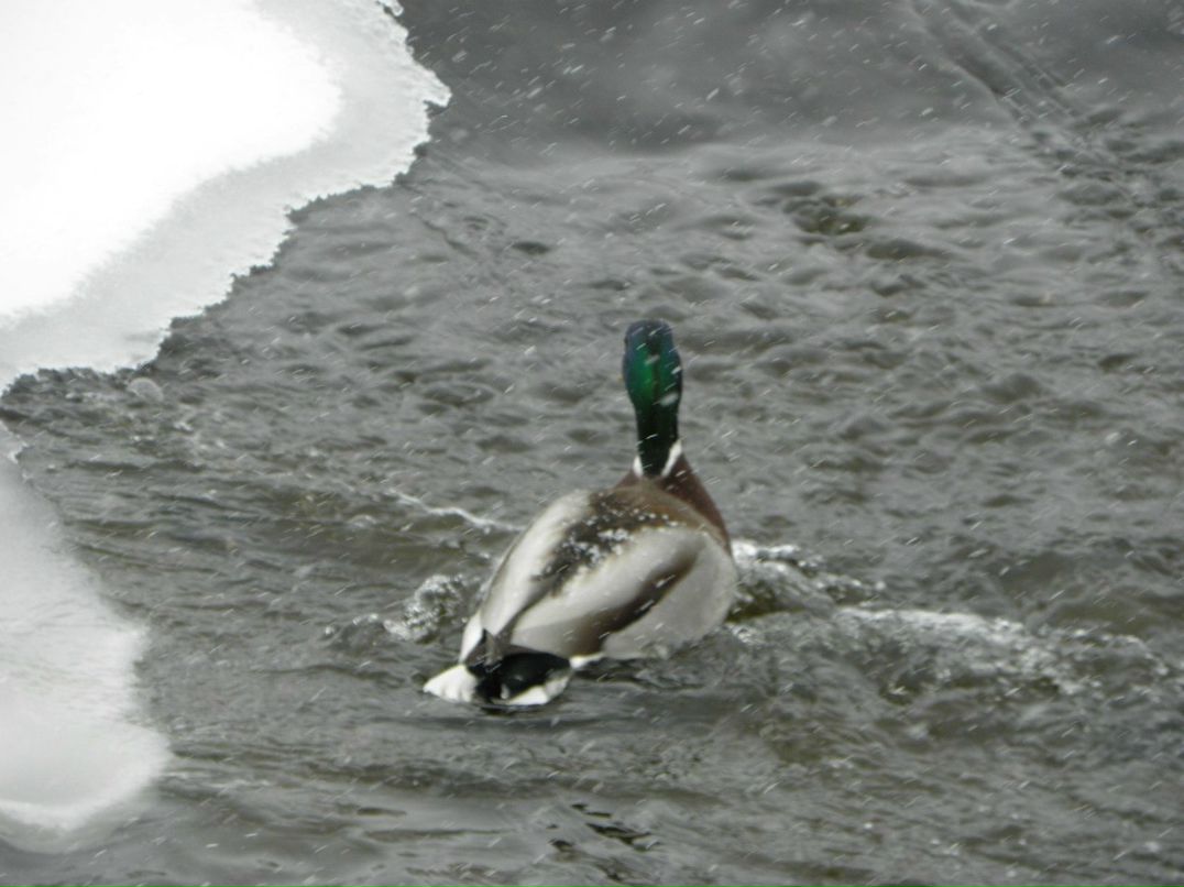 Виталик Линник | Белая Церковь