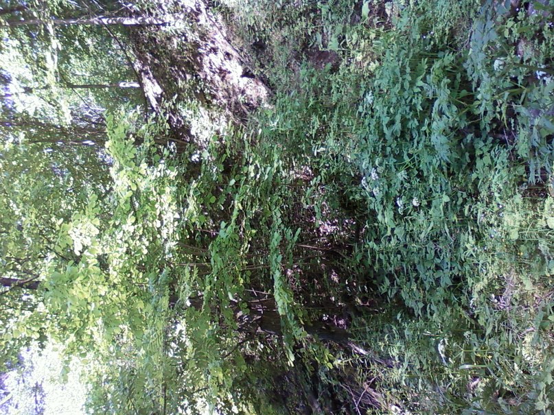 Катюшка Степанова | Чеганда