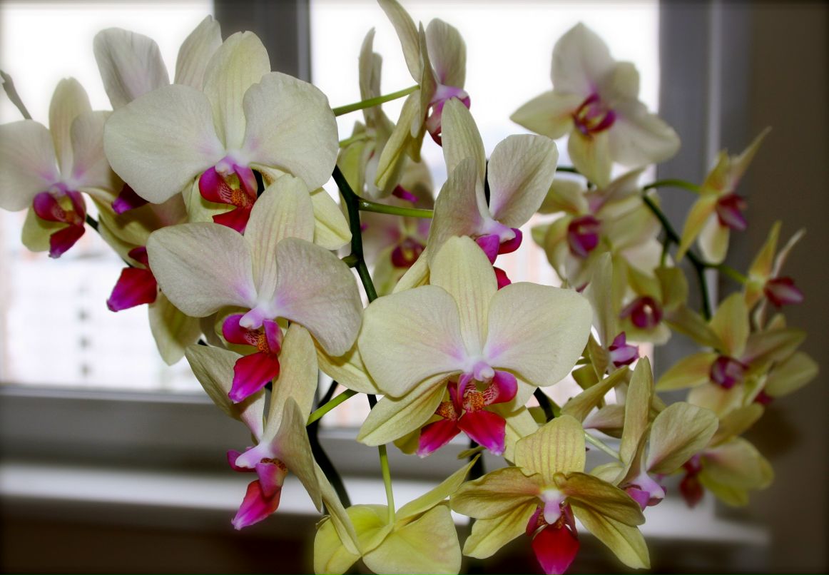 Ангелина Брылёва | Москва