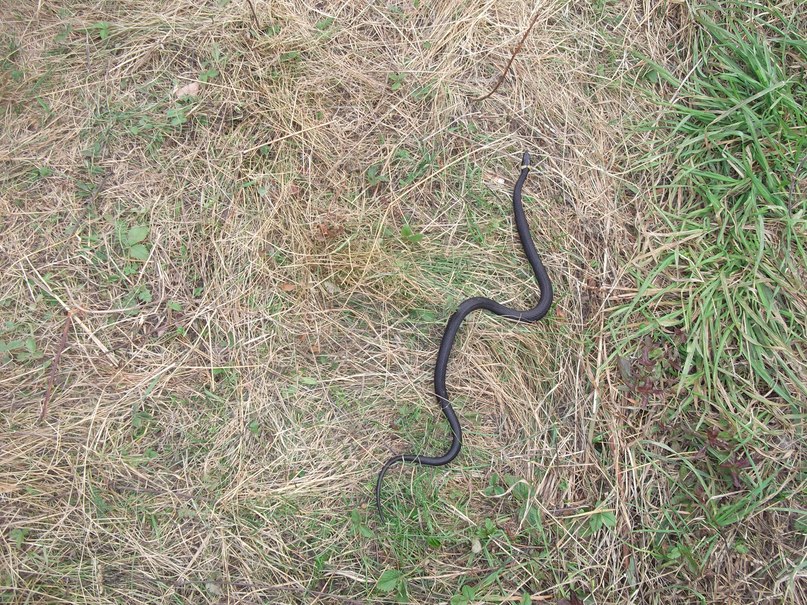 Андрей Котельников | Чернушка