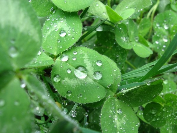 Лаура Петрова | Алматы