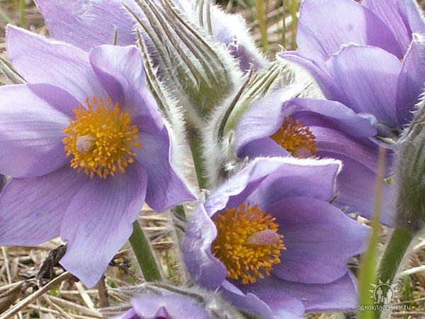 Галина Кулаева | Свободный