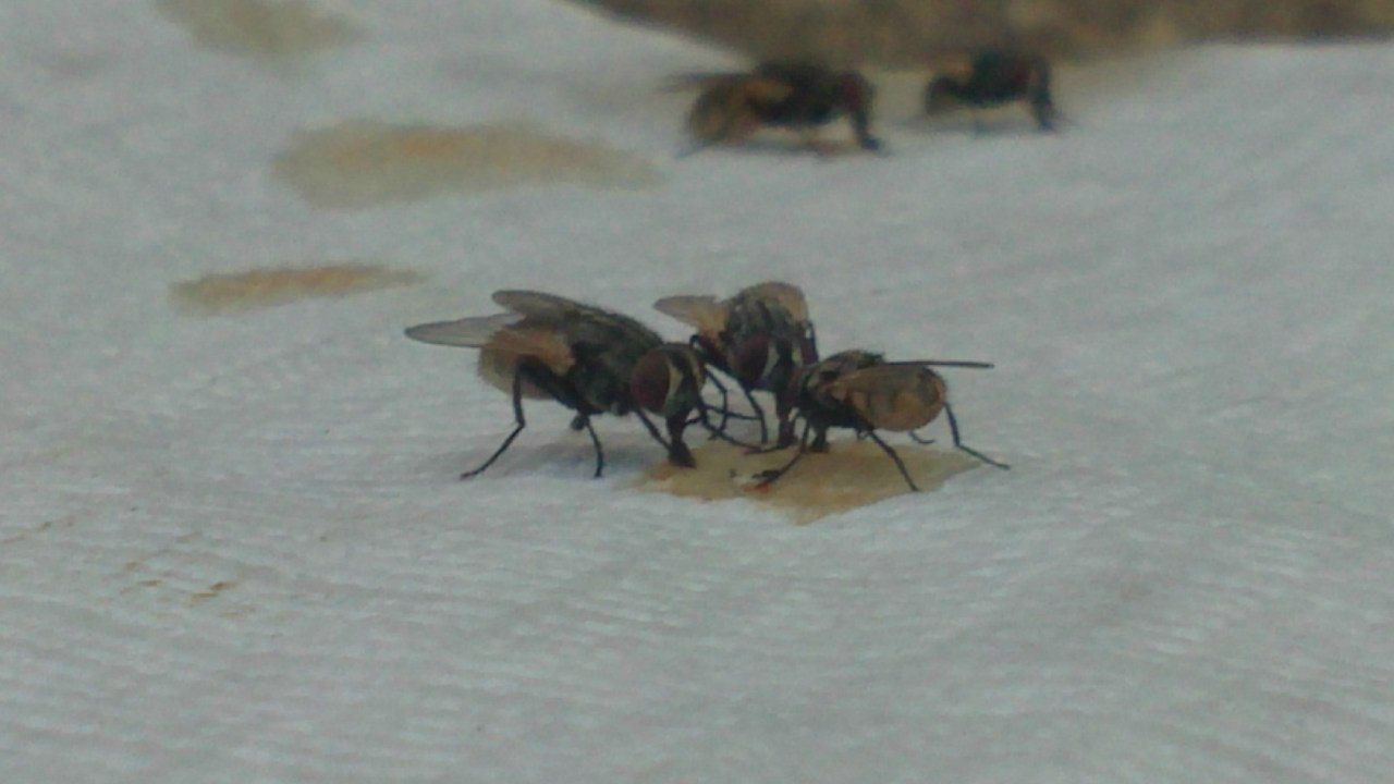 Юрка Мататов сержант | 