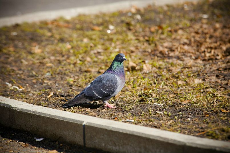 Никита Барбарич | 