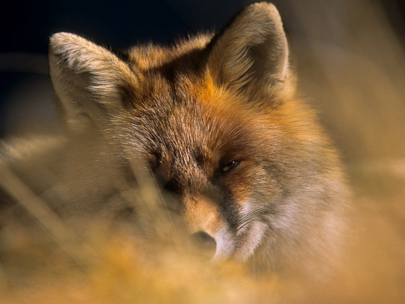 Вадим Кувшинов | Elbasan