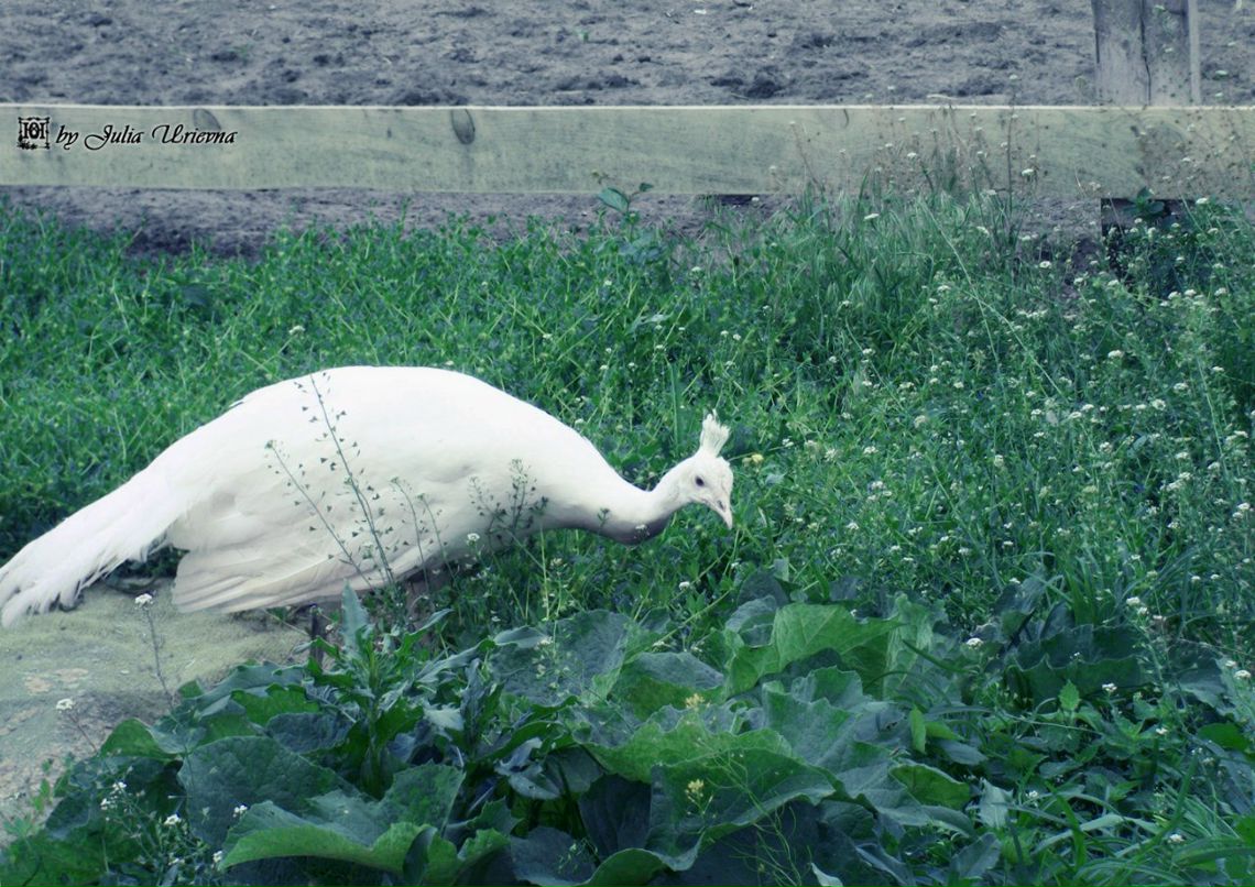 Юлия Юрьевна ˜”*°•ВрЕдИнА•°*”˜ | Carrick-on-Shannon