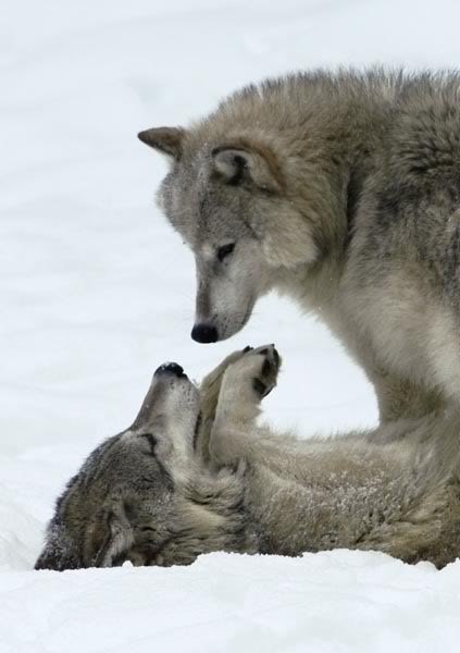 Игорь Петров M♂N | 