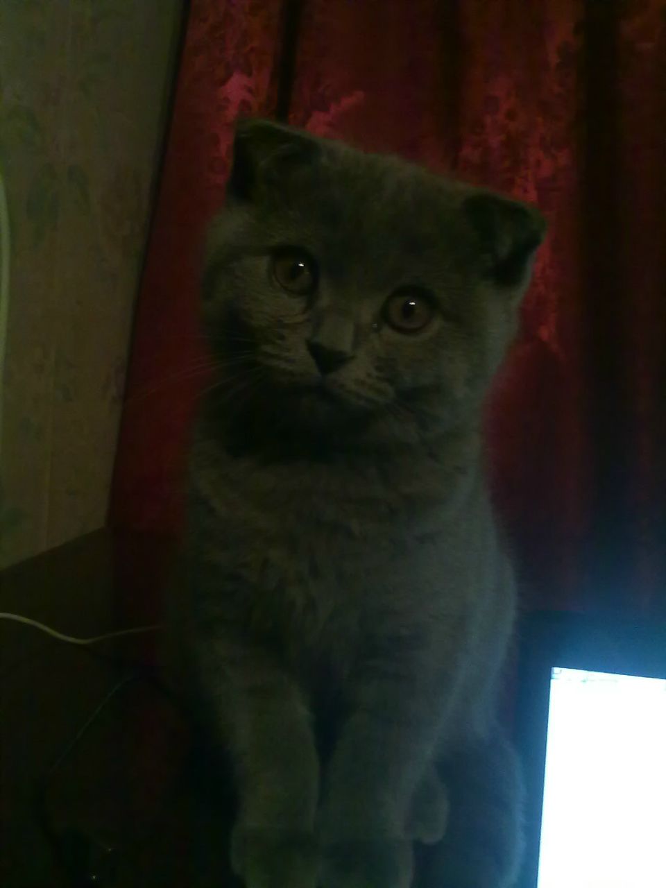 Виктория Низамутдинова | 