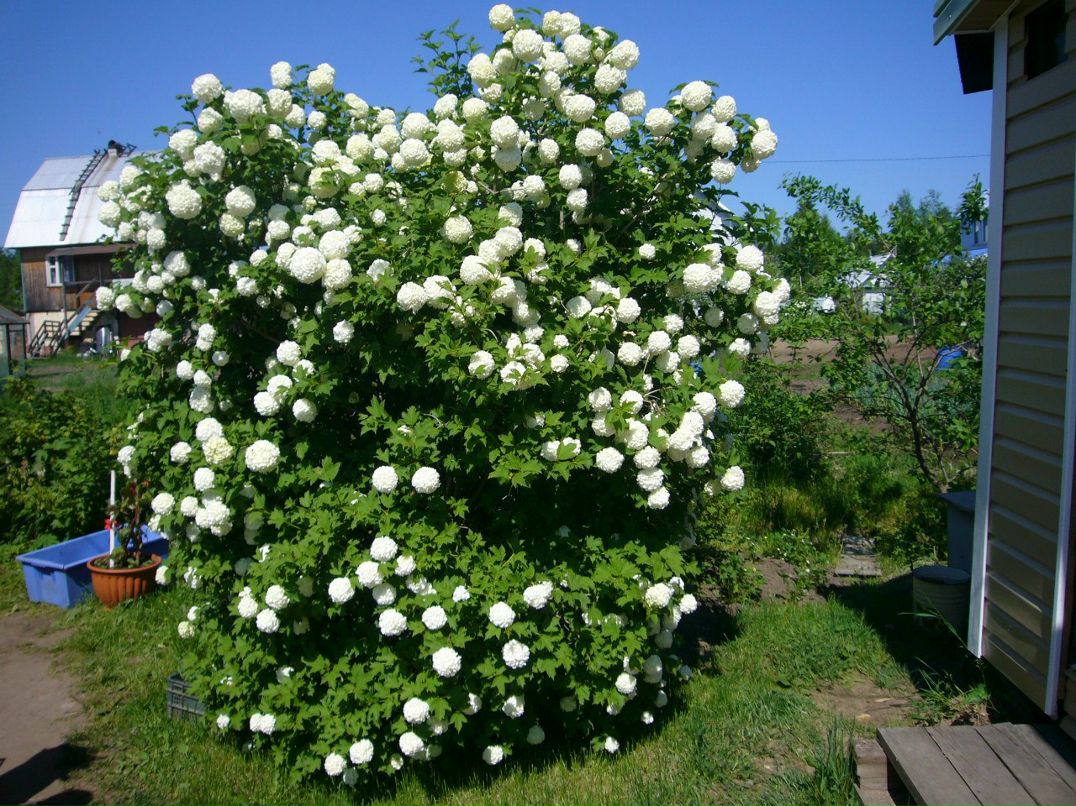 Валентина Егорова | Санкт-Петербург