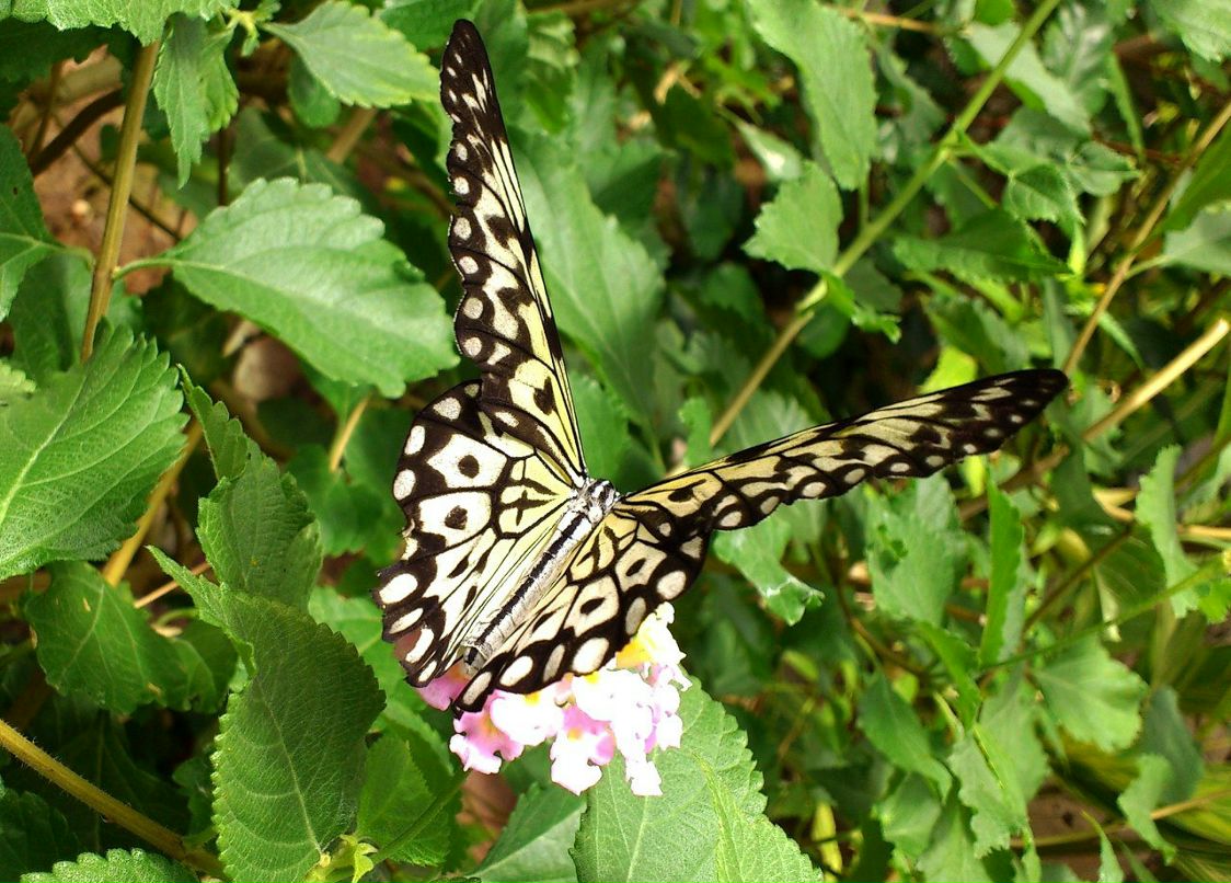 Полина Борисова | Санкт-Петербург