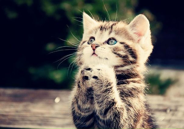 №62, Иришка Карпенко, Сумы №62, Иришка Карпенко, Сумы