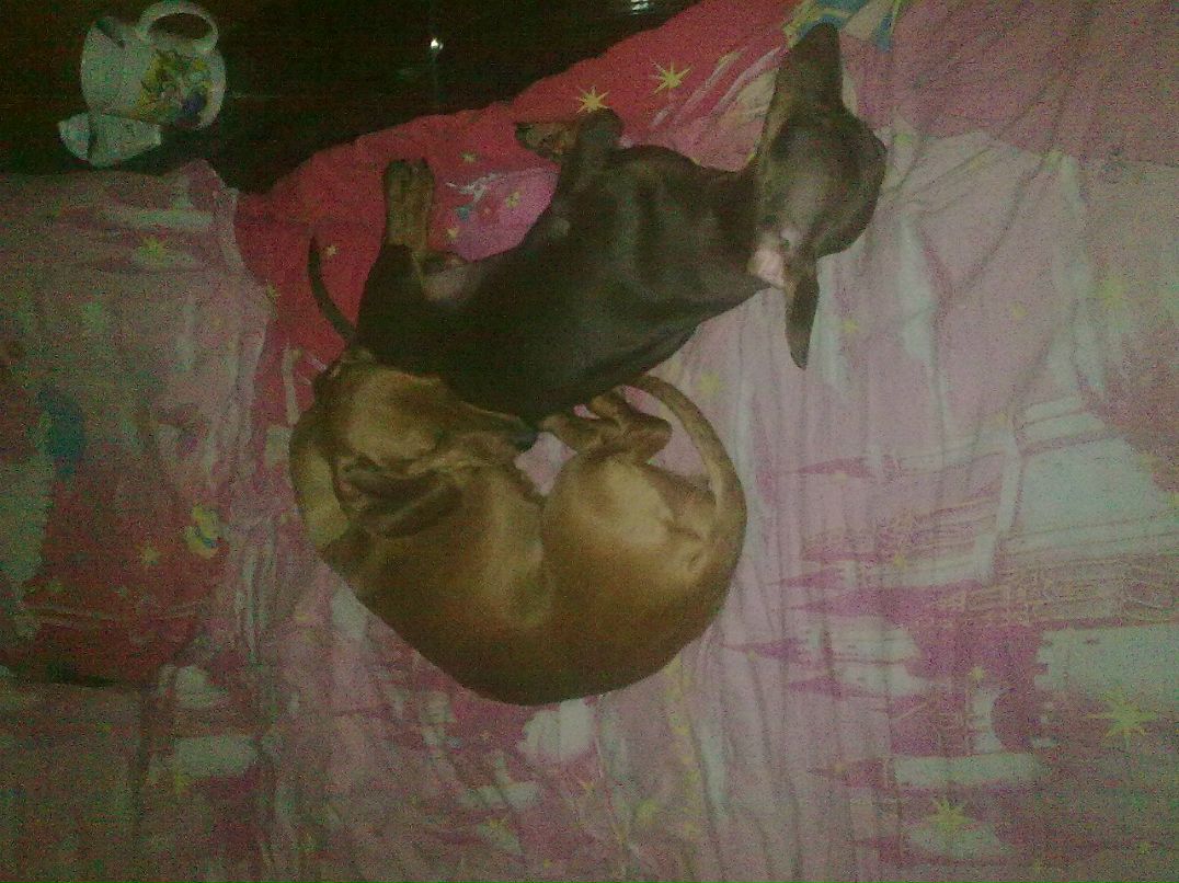 Александр Шмелев Валерьевич | Москва