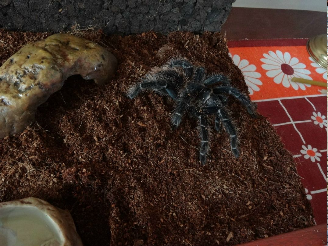 Игорь Подгребельный | Киев