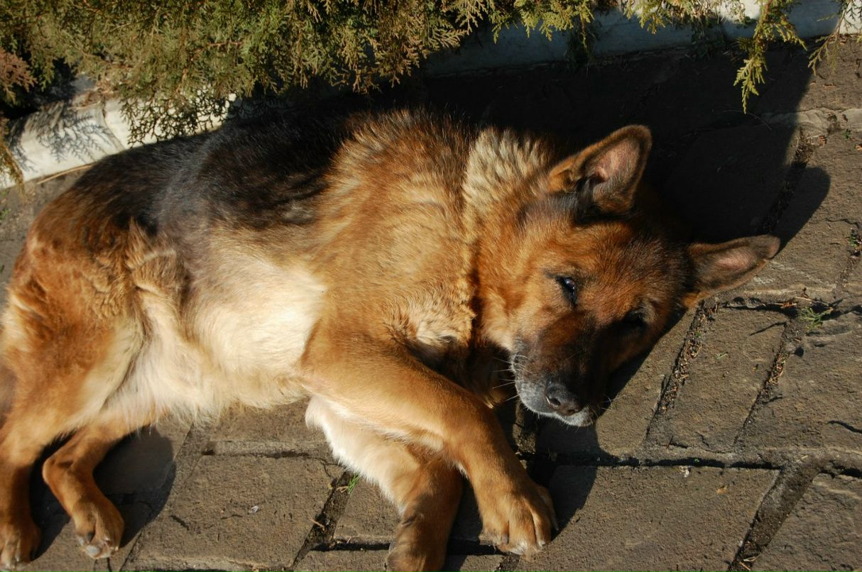 Николай Герасименко gera | Симферополь