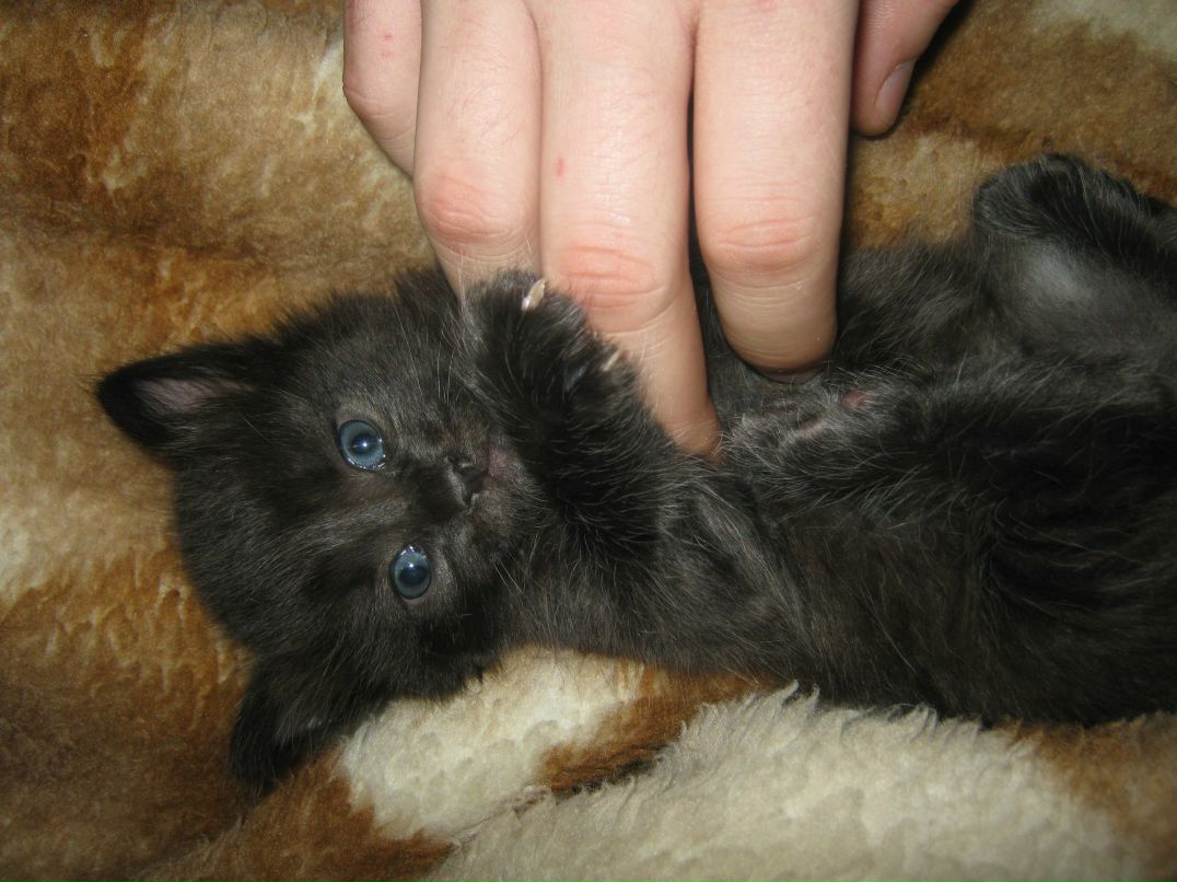 Александр Забудько | Ржев