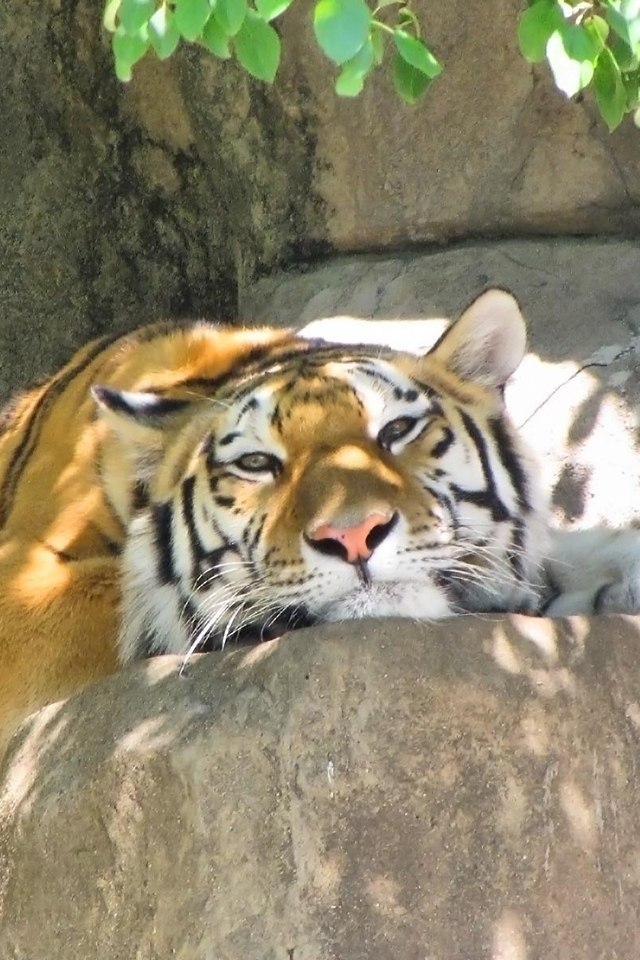 Анна Мозонова | 