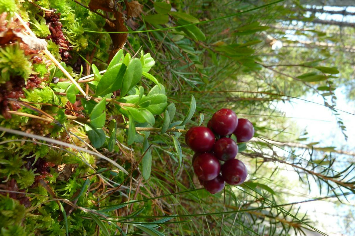 Галина Буракова | Киров