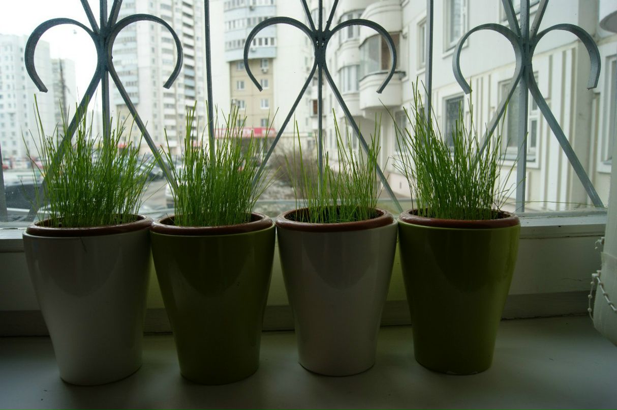 Максим Leshiy | Москва