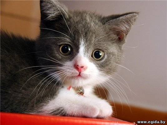 Дмитрий Гриценко Lestatik | Красноярск