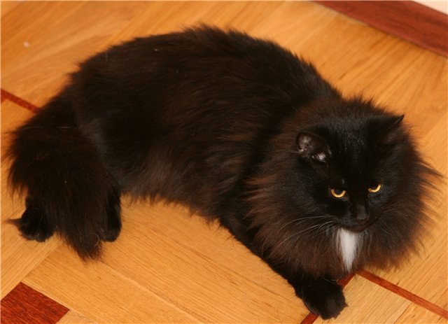 Дмитрий Гриценко Lestatik | Красноярск