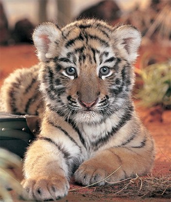 №147, Ленок Пушина, Донецк №147, Ленок Пушина, Донецк