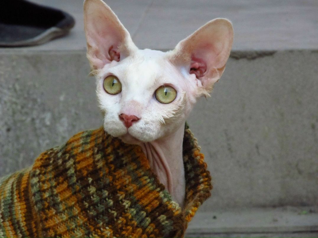 Елена Кобылянская | Одесса