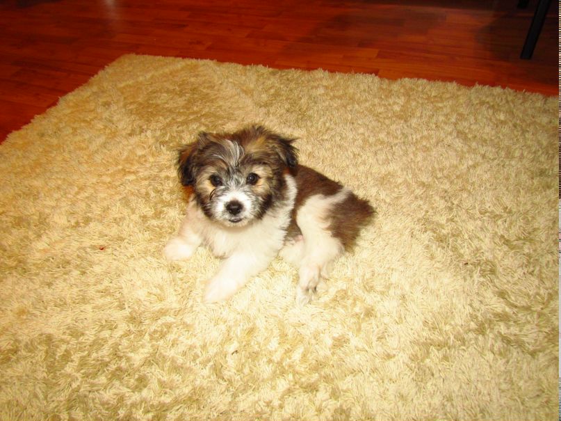 Христофор Хачкинаев | Ростов-на-Дону