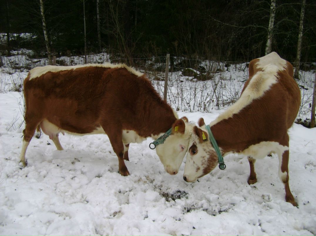 Наталья Александрова | Санкт-Петербург
