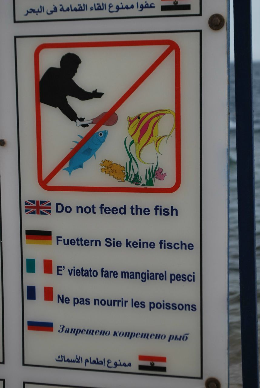 Александр Сергеев | Санкт-Петербург