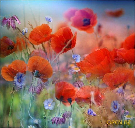 Михаил Семенов | Санкт-Петербург