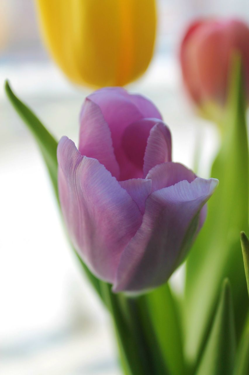 Алёна Раевская | Красноярск