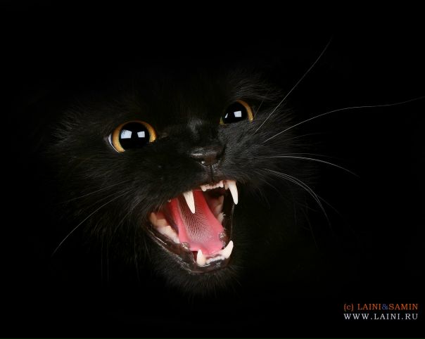 №39, Нагима Ларченко, 39 лет, Санкт-Петербург, Россия №39, Нагима Ларченко, 39 лет, Санкт-Петербург, Россия