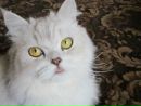 Фотография Пуфичек Котиков