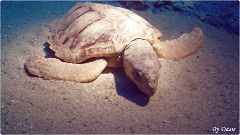 Дана Нурченкова | Thessaloniki