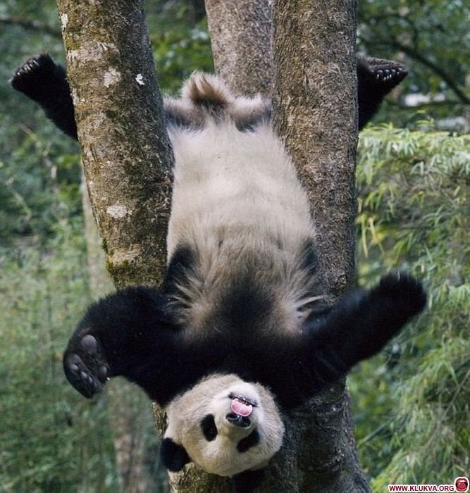 Александр Васильченко | Киев