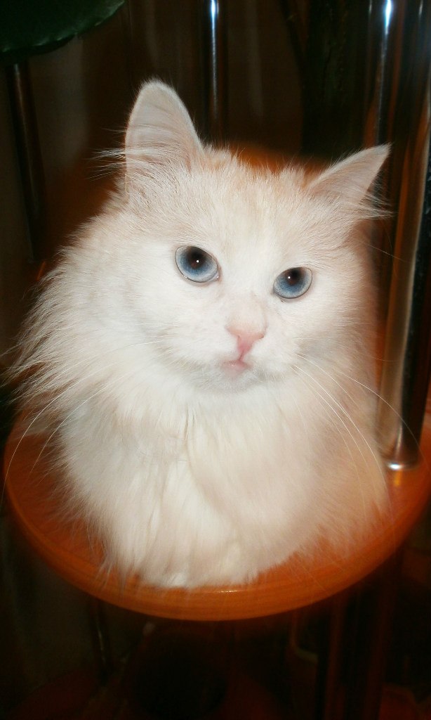 Элеонора Кузнецова | Тольятти