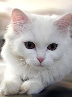 Лена Давыдова Генадиевна | Хрустальный / Красный Луч