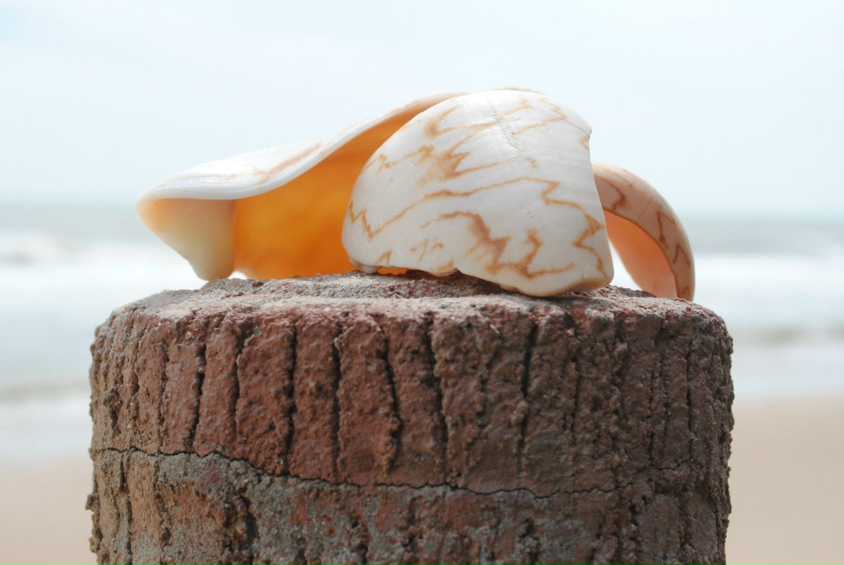 Елена Глазунова | Санкт-Петербург