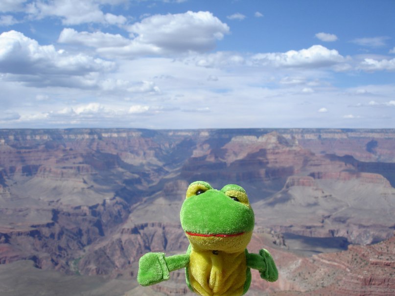 Лягуха Зырящая | Санкт-Петербург