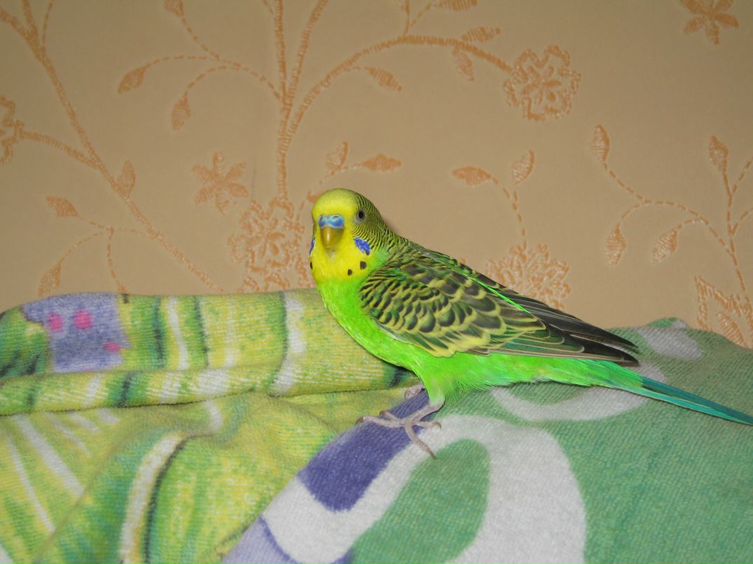 Надежда Рязанова | Королёв