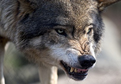 Максим Воинский | 