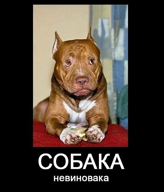 Алексей Шихирин Professuro | Москва