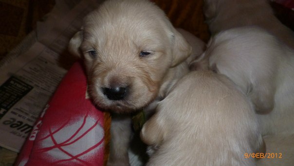 №108, Ija Bazareva №108, Ija Bazareva