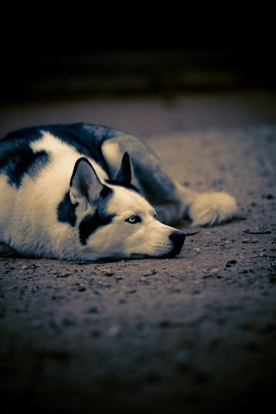 Виталий Соболев | Днепр (Днепропетровск)