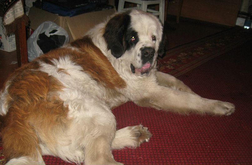 Ванек Петрикей | Чернигов